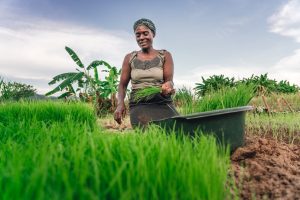 Woman harvesting rice in Malawi
